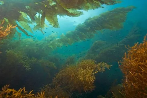 Underwater, ready for harvesting into kelp meal fertilizer