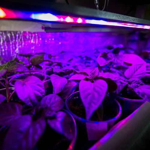 led-grow-light-over-plants